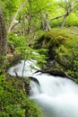 Forest stream