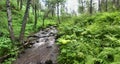 Forest stream after rain in late summer Royalty Free Stock Photo