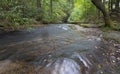 Forest with stream running in North Carolina Royalty Free Stock Photo