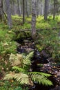 Forest stream Royalty Free Stock Photo