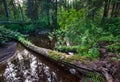 Forest stream and snags