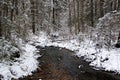 A forest stream among the snows