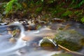 Forest Stream - South Africa Royalty Free Stock Photo