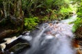 Forest Stream - South Africa Royalty Free Stock Photo