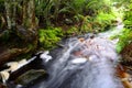 Forest Stream - South Africa Royalty Free Stock Photo