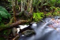 Forest Stream - South Africa Royalty Free Stock Photo