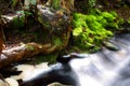 Forest Stream - South Africa Royalty Free Stock Photo