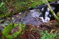 Forest Stream - South Africa Royalty Free Stock Photo