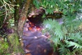 Forest Stream - South Africa Royalty Free Stock Photo