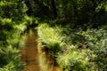 Forest stream in spring