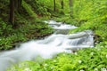 forest stream among springtime foliage brook in a deciduous flowing spring beech trees covered with lush green leaves may poland Royalty Free Stock Photo