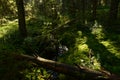 Forest stream in the spruce forest in autumn filled with rainwater Royalty Free Stock Photo