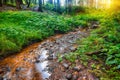 Forest stream among stones. Royalty Free Stock Photo