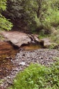 Forest stream. Summer forest landscape Royalty Free Stock Photo