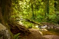 A forest stream in summer with vignette Royalty Free Stock Photo