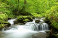 forest stream surrounded by spring vegetation forest brook flowing among spring beech trees covered with fresh green leaves may