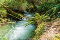 Forest stream though New Zealand natural bush Royalty Free Stock Photo