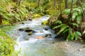 Forest stream though New Zealand natural bush Royalty Free Stock Photo
