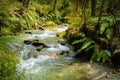 Forest stream though New Zealand natural bush Royalty Free Stock Photo