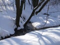 Forest stream among trees in winter Royalty Free Stock Photo