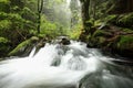 forest stream in the valley on a misty rainy morning brook flowing over stones covered with moss among beech trees from slope of Royalty Free Stock Photo