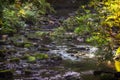 Forest stream. Water flowing through woodland. Focus on foreground Royalty Free Stock Photo