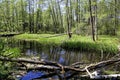 Forest streams bogged and covered by beaver dams in the Lipichanskaya Forest reserve Royalty Free Stock Photo