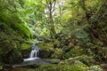 The forest streams and waterfalls Royalty Free Stock Photo