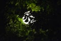 Forest with street lamp at night Royalty Free Stock Photo