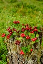 Berry, lingonberry, forest, stump, autumn, red