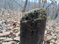 Forest, stump, moss. Autumn season.