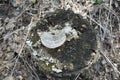 Forest stump with mushroom on top and dry grass around