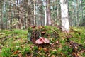 Forest with stump and mushrooms autumn view