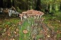 Forest with stump and mushrooms autumn view