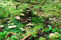 Forest with stump and mushrooms autumn view