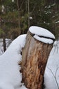 Forest stump in the snow in early spring. Royalty Free Stock Photo