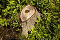 Forest Stump