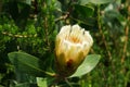 Forest sugarbush flower