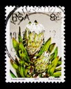 Forest sugarbush (Protea mundii), Sugarbushes serie, circa 1977