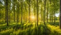 Forest in summer colors. Green colored deciduous trees in golden sunlight. ,