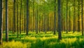 Forest in summer colors. Green colored deciduous trees in golden sunlight.