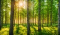 Forest in summer colors. Green colored deciduous trees in golden sunlight. ,