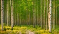 Forest in summer colors. Green colored deciduous trees in golden sunlight. ,