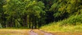 Forest in summer  forest in early autumn  dirt road leads to the forest  panorama Royalty Free Stock Photo