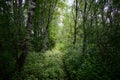 The forest in summer fascinates with its lush greenery. Trees and shrubs that have lamellar petiolate leaves. Much branched, with Royalty Free Stock Photo