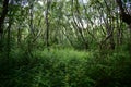 The forest in summer fascinates with its lush greenery. Trees and shrubs that have lamellar petiolate leaves. Much branched, with Royalty Free Stock Photo