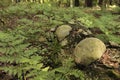 Forest in summer in ferns Royalty Free Stock Photo