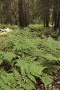 forest in summer in ferns Royalty Free Stock Photo