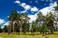 The forest on the summer grassland and cloudscape