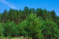 Forest summer landscape, pine trees nature background Royalty Free Stock Photo